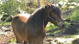 A Norwegian horse opposite Mjølfjell Youth Hostel